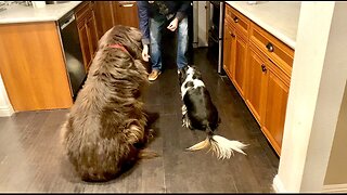 Giant Newfoundland and Cute Cavalier get treats!