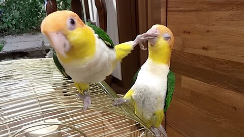Funny Parrots talking!