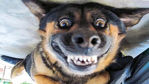 The world's most amusing dogs