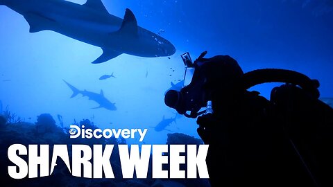 Divers Surrounded by Swarm of Huge Tiger Sharks Shark Week