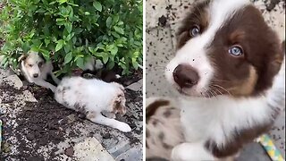 Puppies make huge mess in the garden