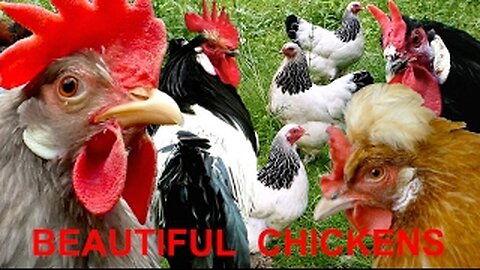 Top10 Most beautiful chicken breeds - Brahma Leghorn Orloff Serama Vorwerk Wyandotte chickens, HUHN