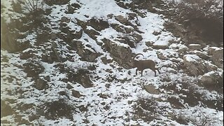 Tajikistan Ibex hunt