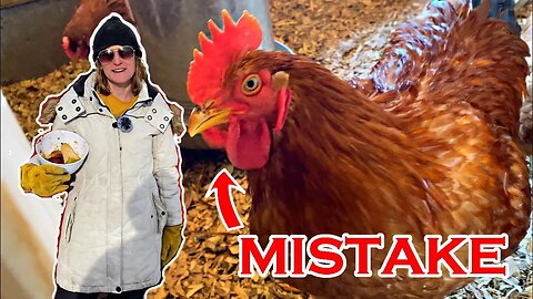 5 Mistakes New Chicken Owners Make