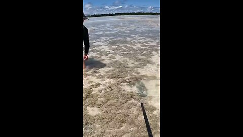 Giant mud crab