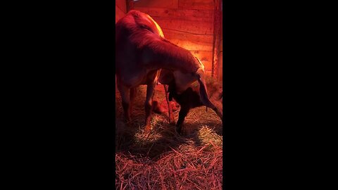 Nubian doe delivers babies - First 15 hours