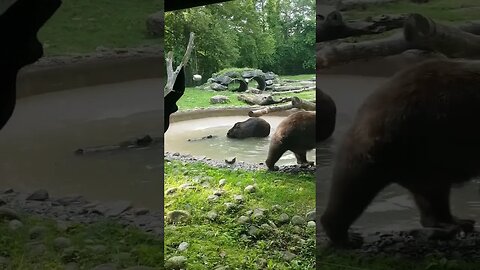 Grizzly Bears at the Toronto Zoo 🐻 #grizzlies #bear