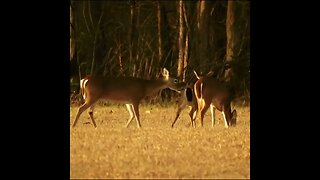 Deer at Chickamauga Battlefield