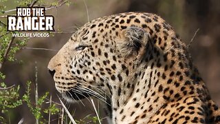 Beautiful Male Leopard Lorgolgol | Maasai Mara Safari | Zebra Plains