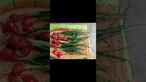 yummy fresh spring onion😍@BENGALCOOKING #shorts #youtubeshorts #viral #viralshorts #trending #trend