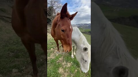 Jealous Horse 😂