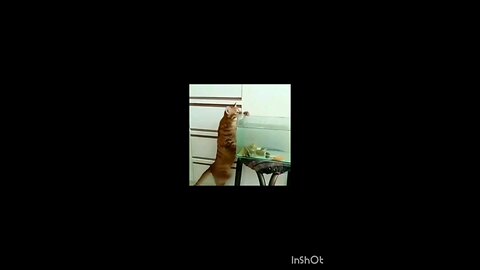 cuteness_ funni_cat_interesting_try_this_video_fun... _🤣🤣🤣🤣