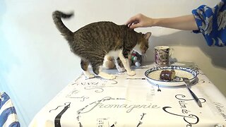 Funny Cat Puts His Tail on the Plate