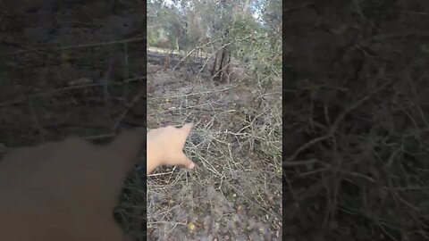 using a pigs to clear land