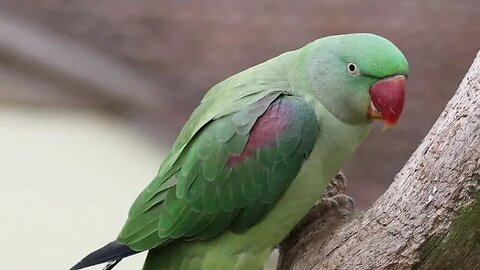 Parrot talking #
