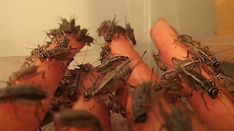How to BREED YOUR OWN Crickets! 🦗 #crickets #insects #cricket