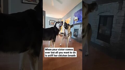 NO Such Thing As Personal Space When You are a dog #cute #doggo #dog #shepsky #dogmeme