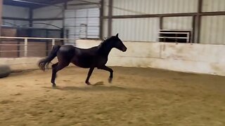 Arabian horse ! Dark brown gelding