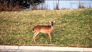 Deer Foraging For Dinner 🦌 02/09/23 16:34