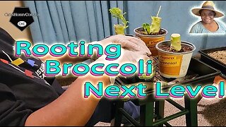 Rooting Store Bought #broccoli