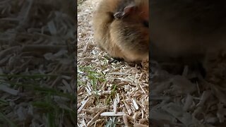 Guinea pig Tibby 🥰