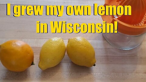 Walipini Grown Lemon vs Store Bought Lemons -- My first ever harvest of citrus in my greenhouse