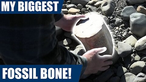 Huge fossil find - fossil hunting in a secluded river for ancient fossils