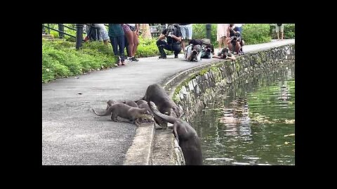 🔴Nervous Otter Pups Get Swimming Lesson at Singapore Botanic Gardens