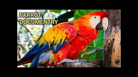 macaw parrot documentary , Documentary of Macaws parrots, english documentry of parrots