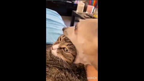 funniest_so _cute_cat_and_dog_🤣🤣🤣