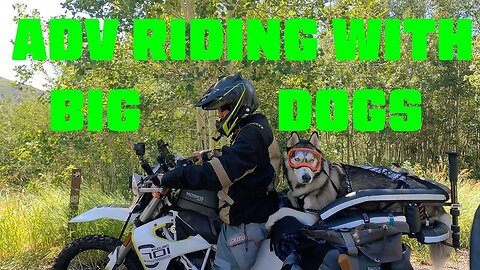 RIDING MOTORCYCLE WITH LARGE DOG Go Ruffly INTERVIEW