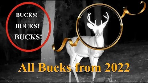 All the bucks from the last few months caught on camera in 2022.