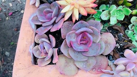 Why You Need A Fast-Draining Soil Mixture For Your Succulent Plants
