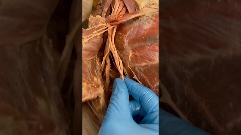 Look At These Amazing Nerves in Your Arm