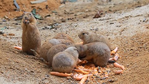 Prairie Dogs Eating Carrots Digging Holes Prague ZOO Funny Animals Happy Psouni