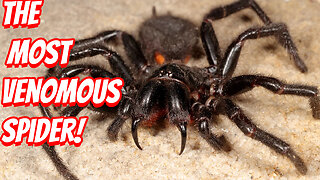 How Deadly Is The Funnel-web spider!
