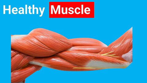 How to IMPROVE your MUSCLE HEALTH! 🔵 Dr. Michael