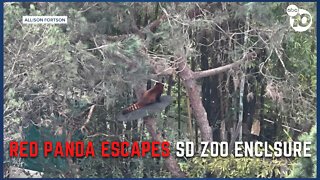 Red panda escapes from San Diego Zoo enclosure