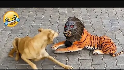 Animal funny moments