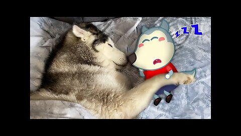 💤 Big Dog Sleeping with Wolfoo 💤 Funniest Cats And Dogs Videos