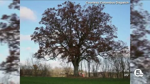 Remnants of 'Shawshank' tree in Mansfield at center of lawsuit