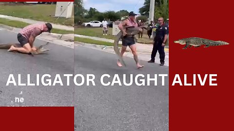 8 FOOT ALLIGATOR CAUGHT LIFE IN FLORIDA#alligator #crocodile #crocodile_life #crocodiles