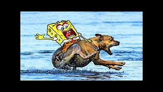 Sponge bob Rides a Crazy Dog - Funny Cats and Dogs video