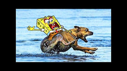 Sponge bob Rides a Crazy Dog - Funny Cats and Dogs video