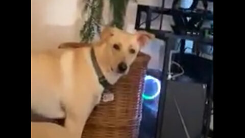 This Dog Can Talk! #funny #video
