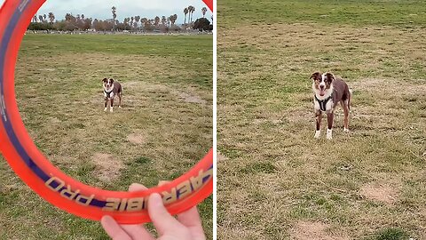 Skilled doggy performs incredible frisbee catch