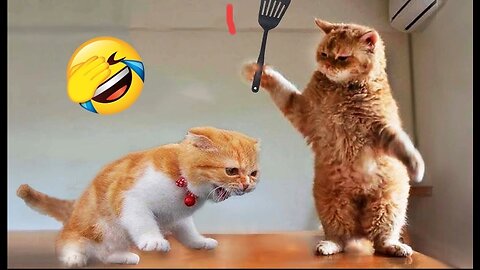 Funniest Animals 😂 New Funny Cats and Dogs Videos