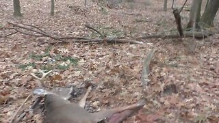 Wisconsin gun season (big buck down)