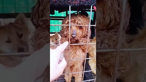 In Asia's Dog Meat Market, Dogs Begging Us to Rescue Them, Please Work With Us to Save Them
