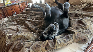 Funny Upside Great Dane Loves Her Tummy Rubbed Before Getting Out Of Bed